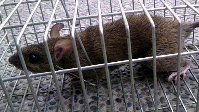 ネズミを捕獲